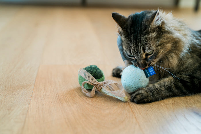 Cat playing with the Fog City Pet x Feline Frenzy Matcha Meows toy set on a wooden floor
