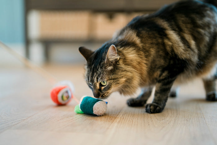 Cat playing with Fog City Pet x Feline Frenzy Roll With It Wand toy on a wooden floor