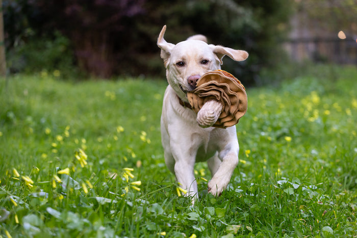 A dog running on grass with Fog City Pet x P.L.A.Y. Fun-guy toy in its mouth