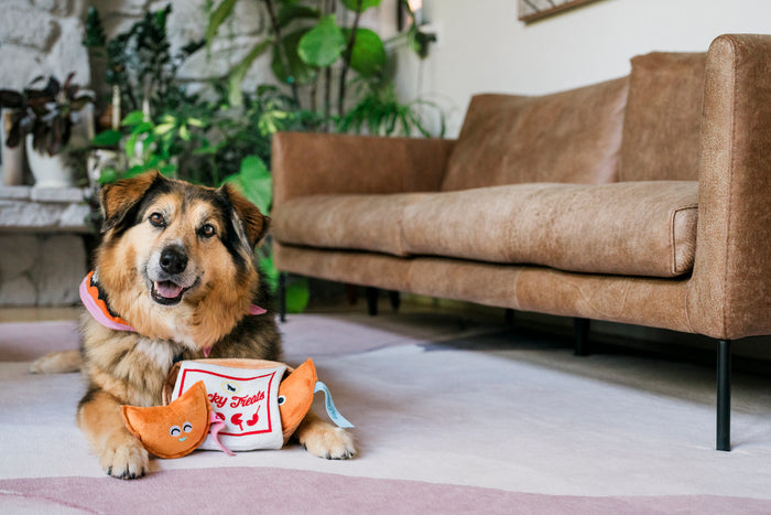 A dog wearing a bandana with a Fog City Pet x Play Lucky Treats dog toy in a living room setting.