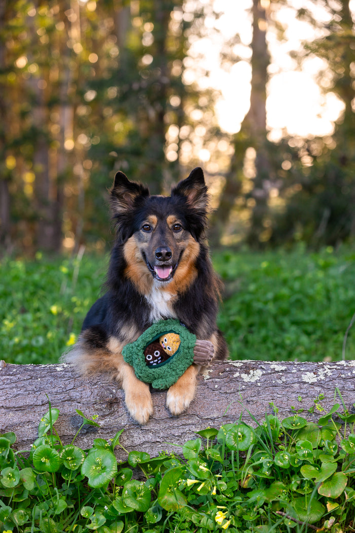 Dog sitting on a log with Fog City Pet x P.L.A.Y. Pine Pals Dog Toy in a forest setting