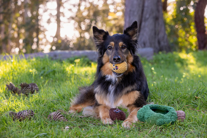 Dog sitting in forest setting with one of the pinecones from Fog City Pet x P.L.A.Y. Pine Pals Dog Toy in its mouth