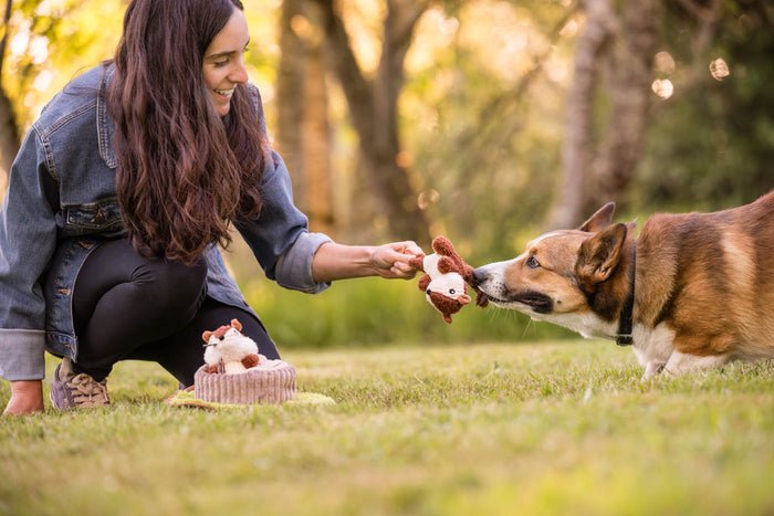 P.L.A.Y. Forest Friends Collection - Chippy & Cheeks Chipmunks Toy - one chipmunk in a Corgi's mouth playing tug with dog mom outdoors on grass