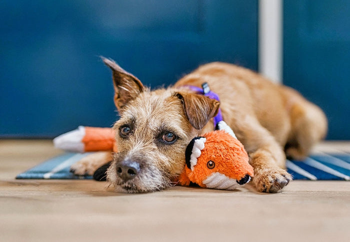 P.L.A.Y. Forest Friends Collection - Forest the Fox Toy being used as a pillow by a pup faces next to each other