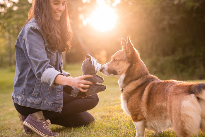 P.L.A.Y. Forest Friends Collection - Robby the Raccoon Toy nose to nose with a Corgi in the forest with dog mom holding toy