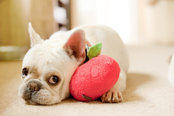 P.L.A.Y. Garden Fresh Collection - Apple Toy with white Frenchie cuddling it