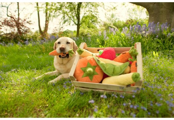 P.L.A.Y. Garden Fresh Collection - Carrot Toy lifestyle image with carrot in dog's mouth laying in a field next to a wooden crate filled with dog toys