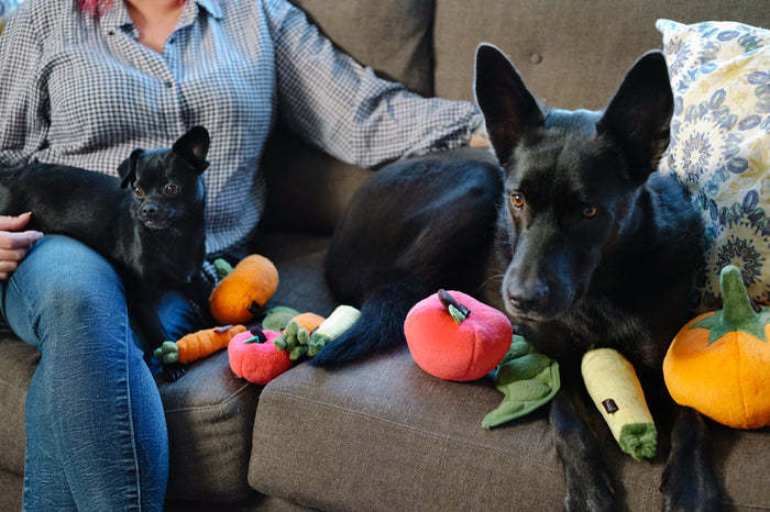 P.L.A.Y. Garden Fresh Collection lifestyle image with mini and regular toys shown on the couch with two different-sized black dogs