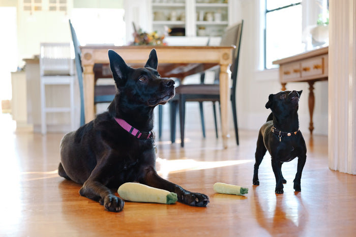 P.L.A.Y. Garden Fresh Collection - Zucchini Toy lifestyle image with small and large black dog in dining room posing with each toy