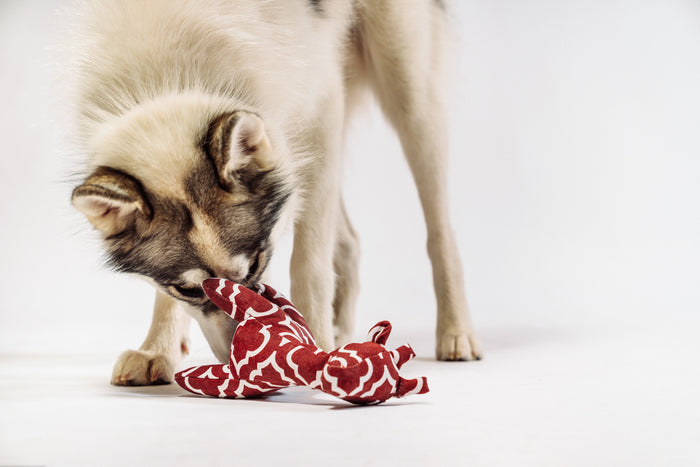 Dog playing with P.L.A.Y. Upcycled Zoo Pal Giraffe plush toy on a white background