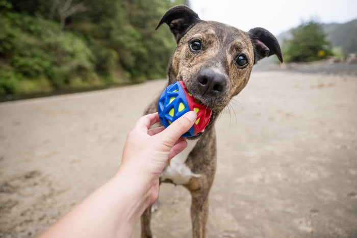 P.L.A.Y. Go-Go Astro Ball Lunar in human hand with dog staring into camera on the beach