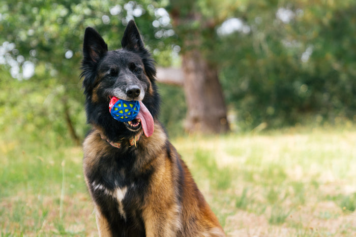 P.L.A.Y. Go-Go Astro Ball Lunar in dog's mouth smiling with tongue out