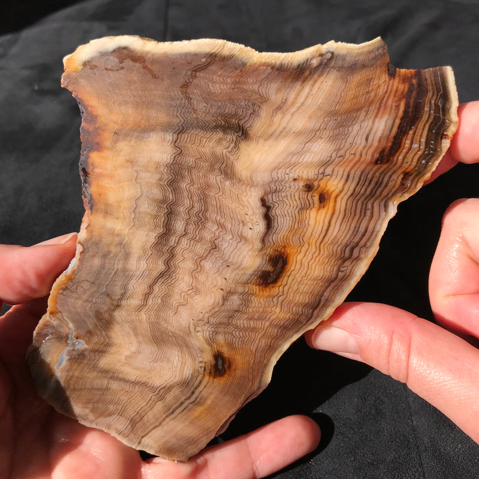 Hells Canyon Petrified Wood