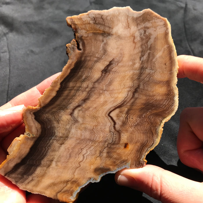 Hells Canyon Petrified Wood