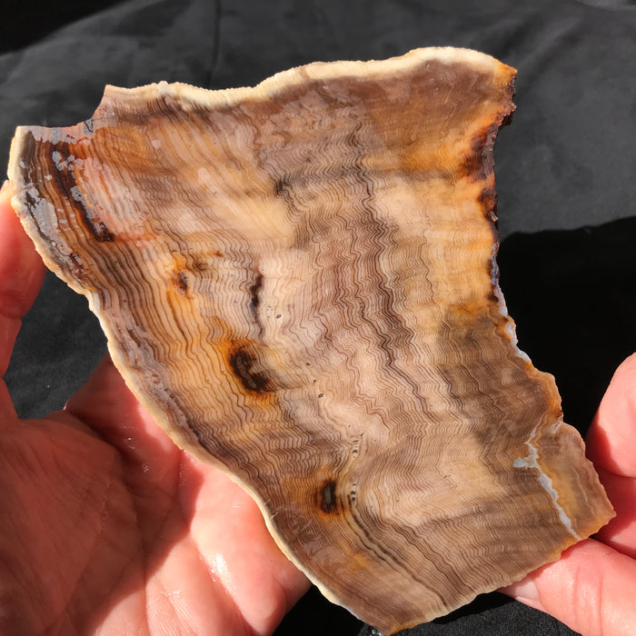 Hells Canyon Petrified Wood