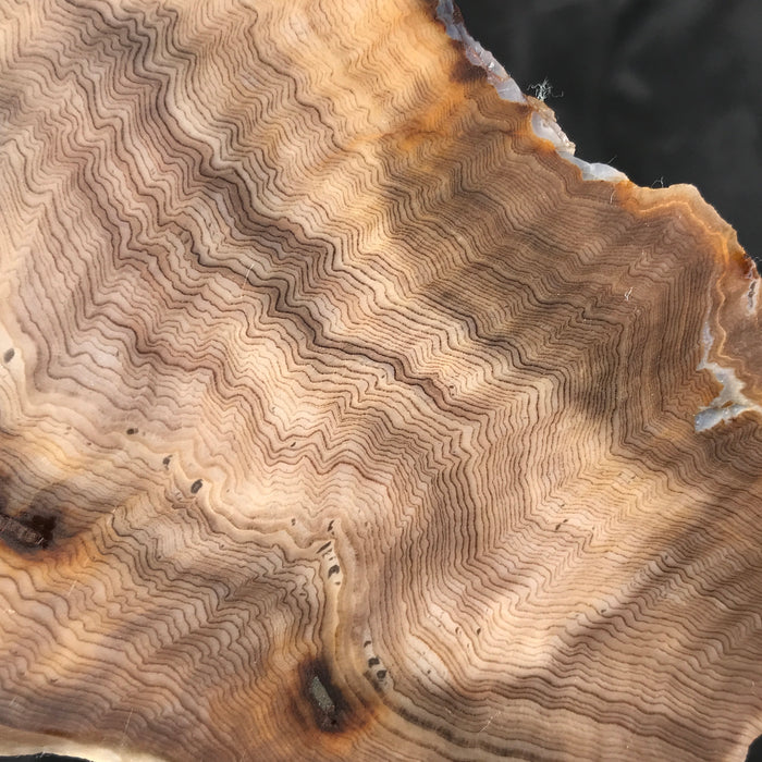 Hells Canyon Petrified Wood