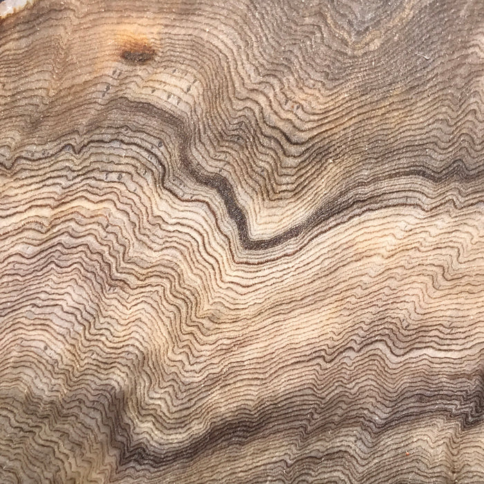 Hells Canyon Petrified Wood