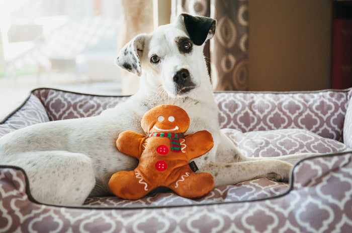 Holiday Classic Collection by P.L.A.Y. - Holly Jolly Gingerbread Man Toy leaning up against white dog laying in a Moroccan Lounge Bed