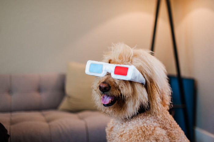 P.L.A.Y. Hollywoof Cinema 3-Dog Glasses Toy - Goldendoodle sporting the toy on his face smiling in front of a couch
