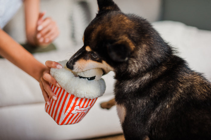 P.L.A.Y. Hollywoof Cinema Poppin' Pupcorn Toy - little black dog biting a kernal out of the box while dog mom is holding on