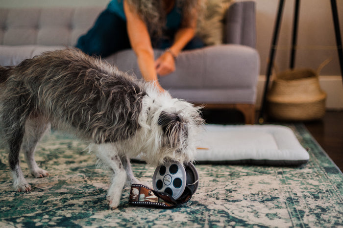 P.L.A.Y. Hollywoof Cinema Momo's Movie Reel Toy - scruffy gray and white dog playing with toy on rug in living room