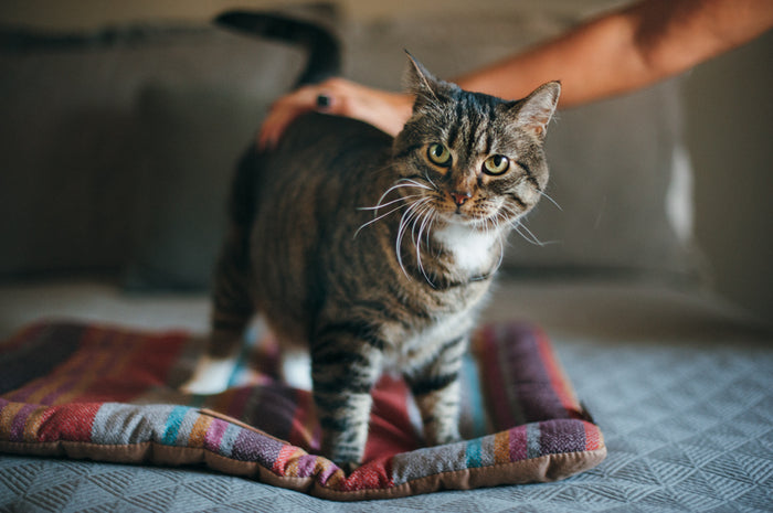 Horizon Chill Pad in Desert with cat being petted on it