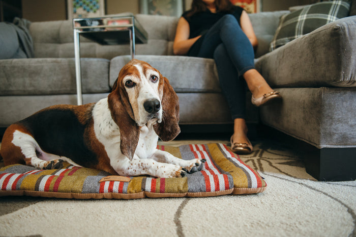 Horizon Chill Pad in Woodland with Hound dog laying on it below gray couch