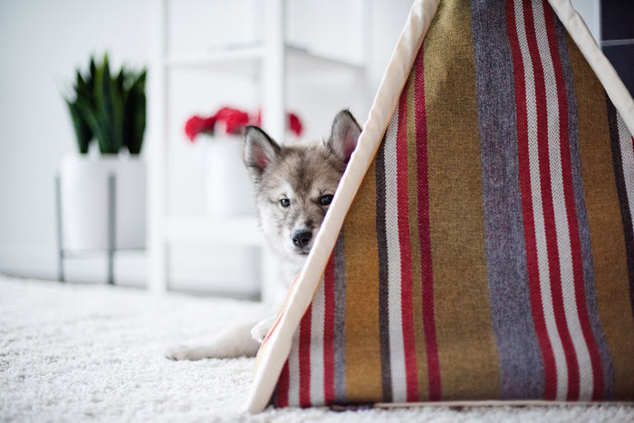 Gallery: Horizon Pet Teepee PY6011BUF