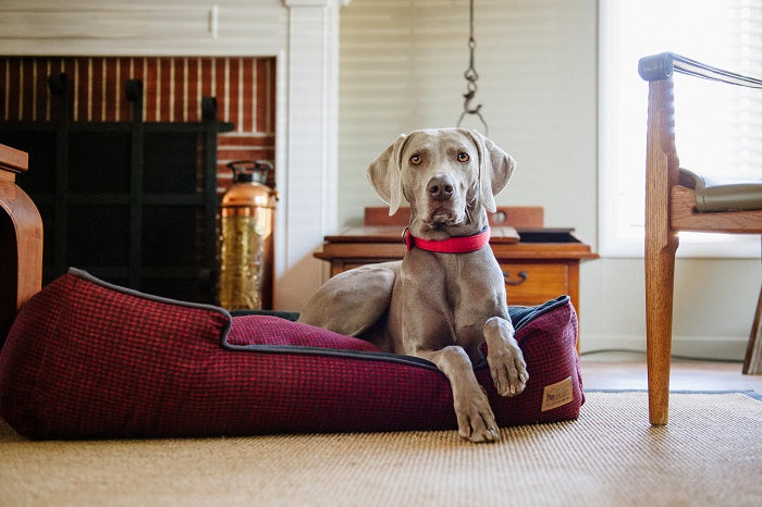 Houndstooth Lounge Bed in Cayenne Red