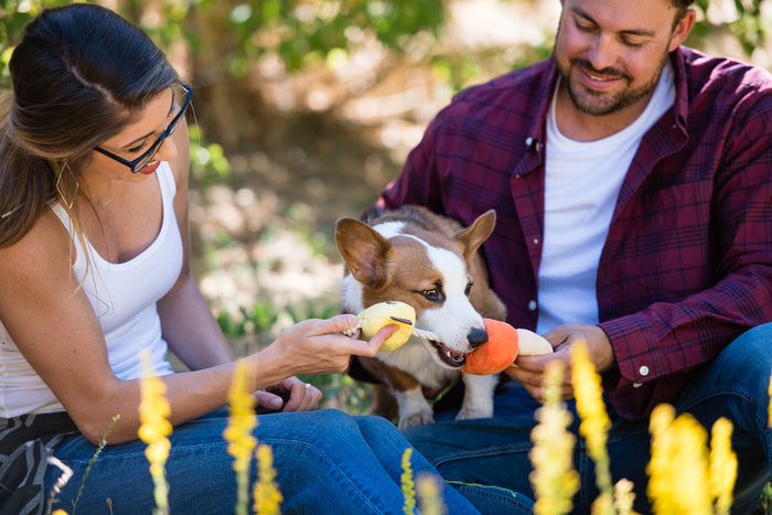 P.L.A.Y. Howling Haunts Collection - Canine Corn Toy with Corgi biting the center rope and parents pulling on either side