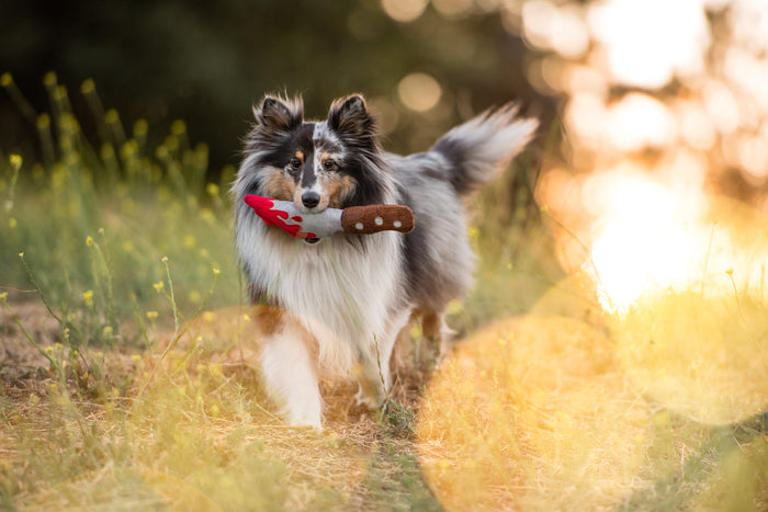 P.L.A.Y. Howling Haunts Collection - Doggy Dagger Toy in fluffy dog's mouth coming towards camera out in a field