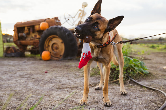 P.L.A.Y. Howling Haunts Collection - Doggy Dagger hanging from mouth of brown dog in pumpkin patch