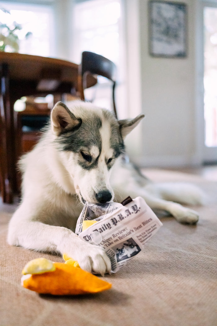 Dog biting and pulling on the newspaper part of P.L.A.Y. International Classic Chippy Chews toy in the dining room on the carpeted floor with plush fish toy in front