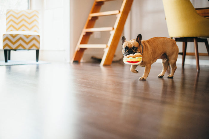 P.L.A.Y.'s International Classic Tail Waggin' Taco Toy - Frenchie running through house with taco toy in his mouth