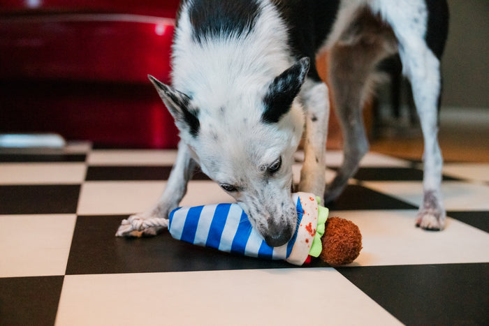 Dog playing with P.L.A.Y. falafel wrap striped toy on a checkered floor