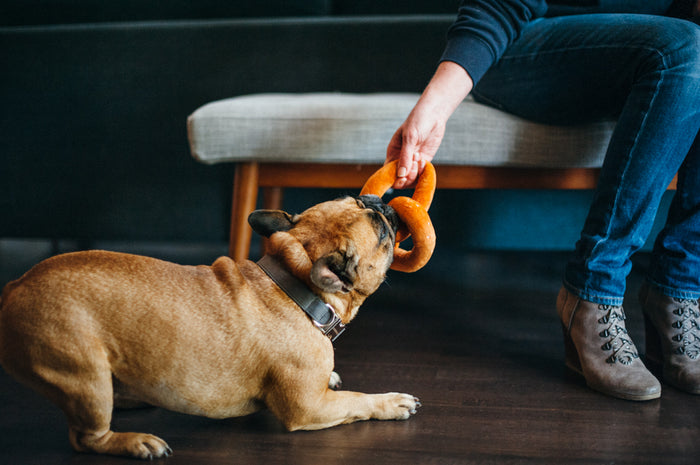 P.L.A.Y. International Classic Poochie Pretzel Toy - brown Frenchie playing tug with dog mom on wood floor