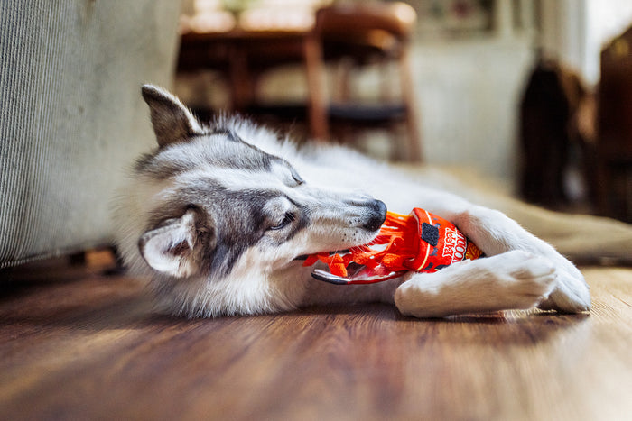 Dog chewing on P.L.A.Y.'s International Classic Slurp It Up Toy on a wooden floor