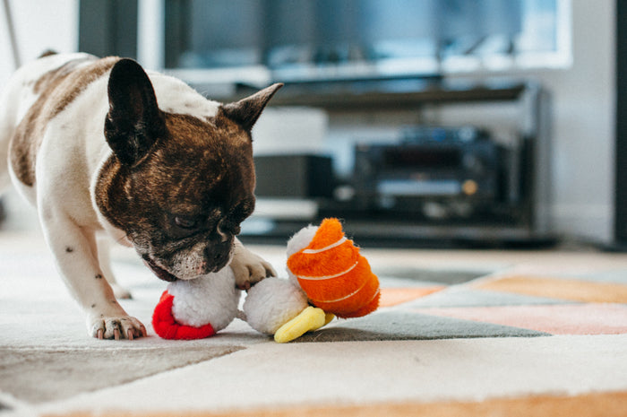 P.L.A.Y. International Classic Spot's Sushi Toy - black and white Frenchie playing with toy on living room rug