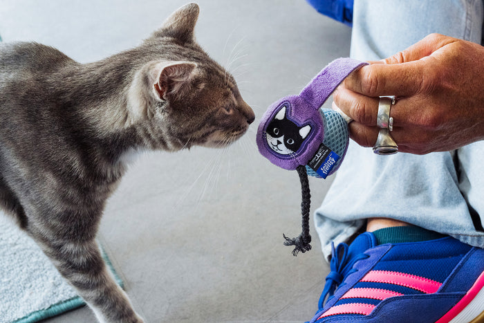 A gray tabby cat leans in toward the purple headphones toy from the Jackson Galaxy x Feline Frenzy Mic Drop Duo, while Jackson Galaxy holds it.