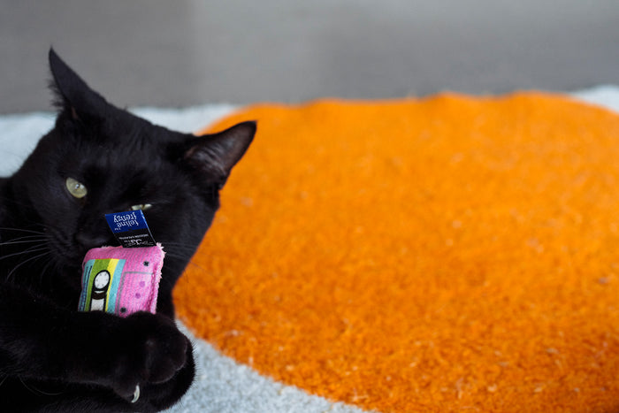 A black cat lying on a light gray surface next to a bright orange textured mat, holding a small pink cassette tape toy in its paws from the Jackson Galaxy x Feline Frenzy Playback Duo.
