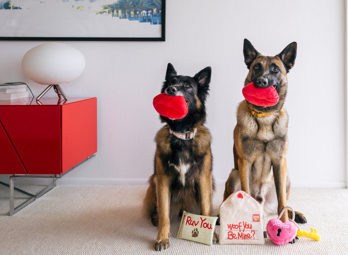 P.L.A.Y. Love Bug Collection - Smoochy Poochy Toy in two dog's mouths who are sitting in the living room looking at the camera