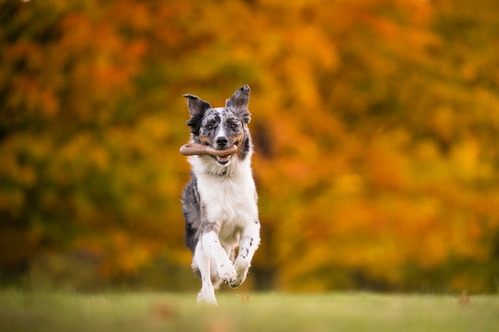 P.L.A.Y. USA-made Lumber Jax Lickinlog - large size in dog's mouth running through a grass field in the fall