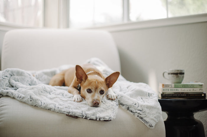Gallery: Luxe Throw PY9008AMF