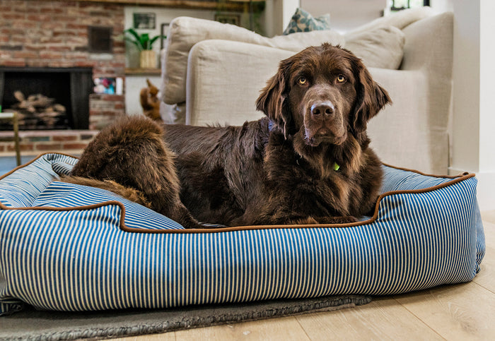 P.L.A.Y. Manhattan Lounge Bed Collection - The Tribeca with large brown down laying down in living room staring into camera