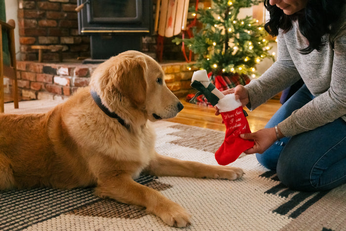P.L.A.Y. Merry Woofmas Good Dog Stocking - dog mom offering stocking toy to dog and dog is locked in on the bone inside