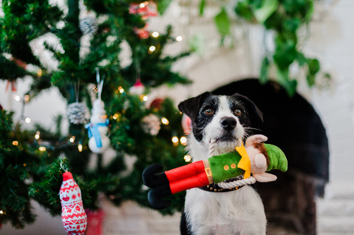 P.L.A.Y. Merry Woofmas Santa's Little Elf-er - black and white dog with elf toy hanging from mouth in front of a Christmas Tree