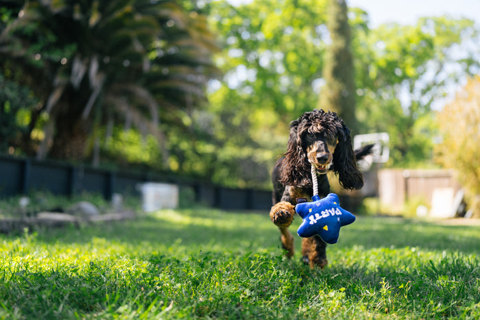 P.L.A.Y. Mini Party Time Collection - Best Day Ever Balloon Toy hanging from black mini poodles mouth running through grass in backyard
