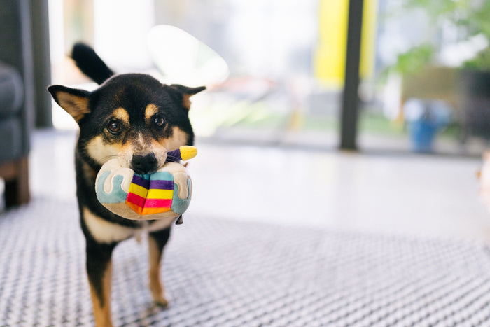 P.L.A.Y. Mini Party Time Collection - Bone-appetite Cake Toy in mouth of small black and brown dog staring into you