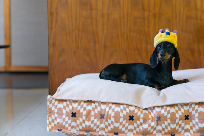P.L.A.Y. Mini Party Time Collection - Canine Crown Toy being worn by a small black wiener dog on a Boxy Bed