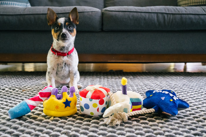 P.L.A.Y. Mini Party Time Collection - in living room with small black and white pup